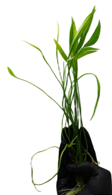 Эхинодорус Квадрикостатус, шт Эхинодорус Квадрикостатус, шт